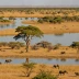 Savuti Savanna