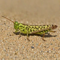 Spharagemon collare