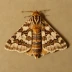 Setaceous Hebrew character