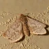 Smoky wainscot moth