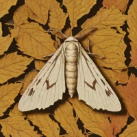 Swallow prominent moth
