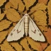 Swallow prominent moth