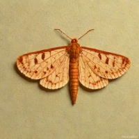 Small blood-vein moth
