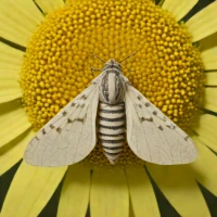 Sunflower moth