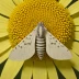 Sunflower moth