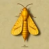 Squash vine borer moth