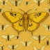 September thorn moth