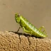 South American Locust (Schistocerca cancellata)