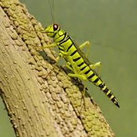 Spur-throated Locust (Austracris guttulosa)