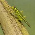 Spur-throated Locust (Austracris guttulosa)