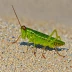Seaside Grasshopper (Trimerotropis maritima)
