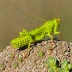 Sulphur-winged Grasshopper (Arphia sulphurea)