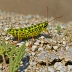 Speckle-winged Rangeland Grasshopper (Arphia conspersa)