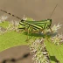 Small Banded Grasshopper (Arcyptera microptera)