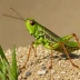 Spur-throated Grasshopper (Gastrimargus musicus)