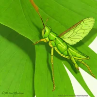 Spathosternum prasiniferum