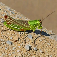 Southwestern Clouded Grasshopper (Encoptolophus subgracilis)
