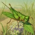 Saussure's Grasshopper (Pardalophora saussurei)