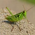 Stethophyma grossum (Large Marsh Grasshopper)