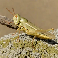 Schistocerca pallens (Pale Grasshopper)