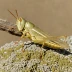 Schistocerca pallens (Pale Grasshopper)