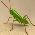 Staurorhectus longicornis