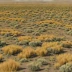 Snake River Plain Shrub-Steppe