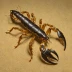 Smeringurus vachoni