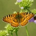 Silver-bordered Fritillary