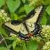 Santa Lucia Swallowtail