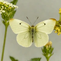 Small White