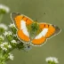 Sara Orangetip