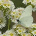 Spring White
