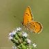 Sachem Skipper