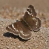 Sleepy Duskywing
