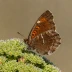 Southern Cloudywing