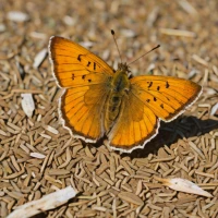 Sandhill Skipper