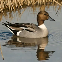 South Georgia Pintail
