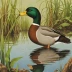 Salvadori's Duck