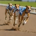 Scottish Greyhound Derby