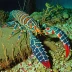 Smoothtail spiny lobster (Panulirus laevicauda)