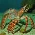Stimpson's spiny lobster (Panulirus stimpsoni)