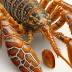 Saint Paul spiny lobster (Panulirus echinatus)