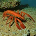 Saint Paul rock lobster (Jasus paulensis)