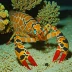 Shovelnose lobster (Linuparus trigonus)