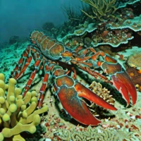 Spanish lobster (Scyllarides aequinoctialis)