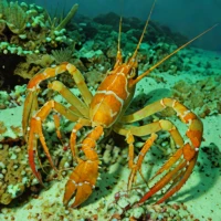 Smooth fan lobster (Ibacus novemdentatus)