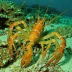 Smooth fan lobster (Ibacus novemdentatus)