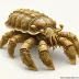Sculptured slipper lobster (Parribacus antarcticus)