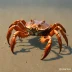 Sentinel Crab